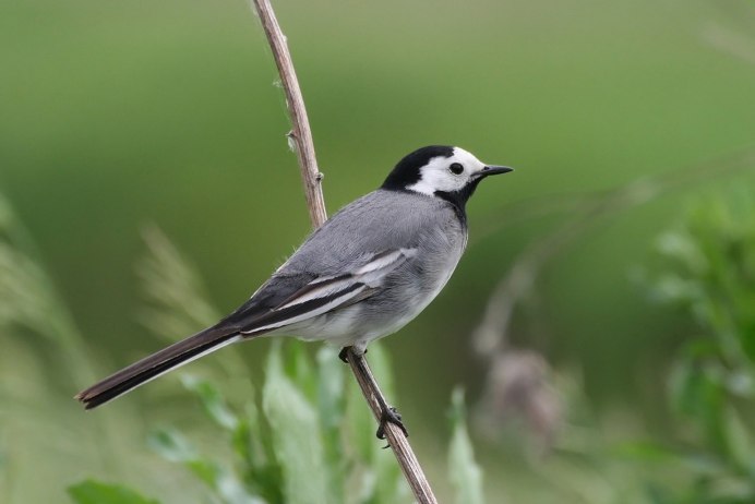 Tufted Titmouse
