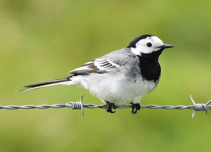 Мухоловка серая – Muscicapa striata (Pallas, 1764)