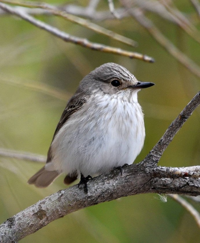 Tufted Titmouse