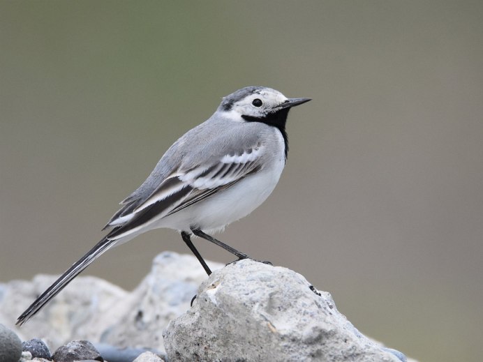 Лазоревка серая