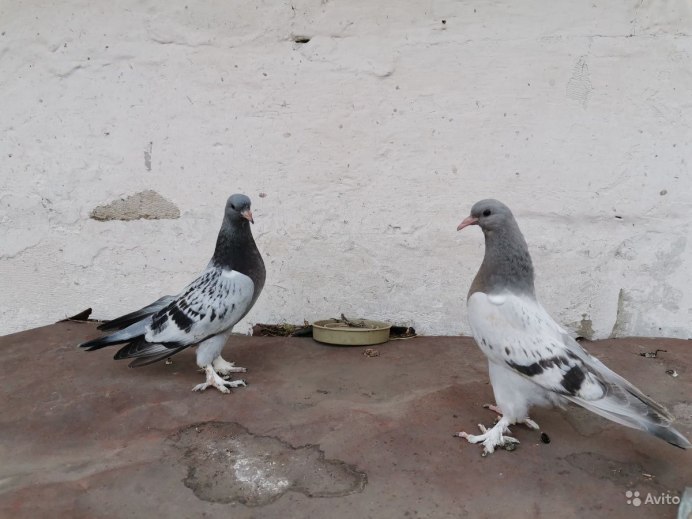 Лесная мухоловка