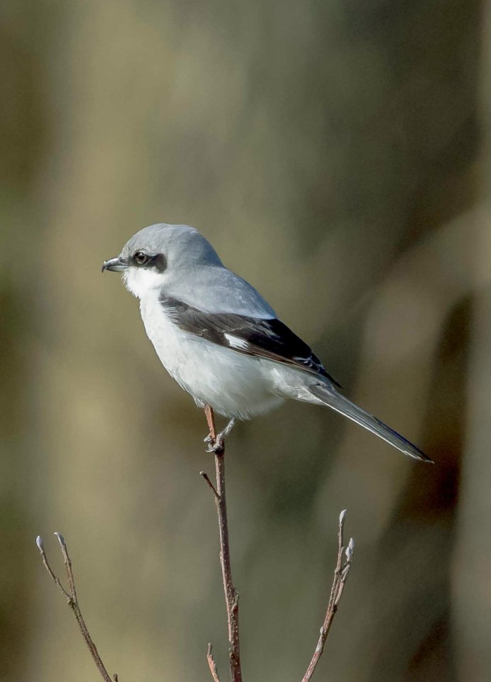 Серая птица с белыми щеками