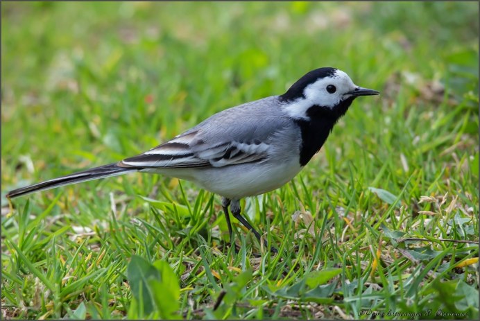 Серая мухоловка (Muscicapa striata)