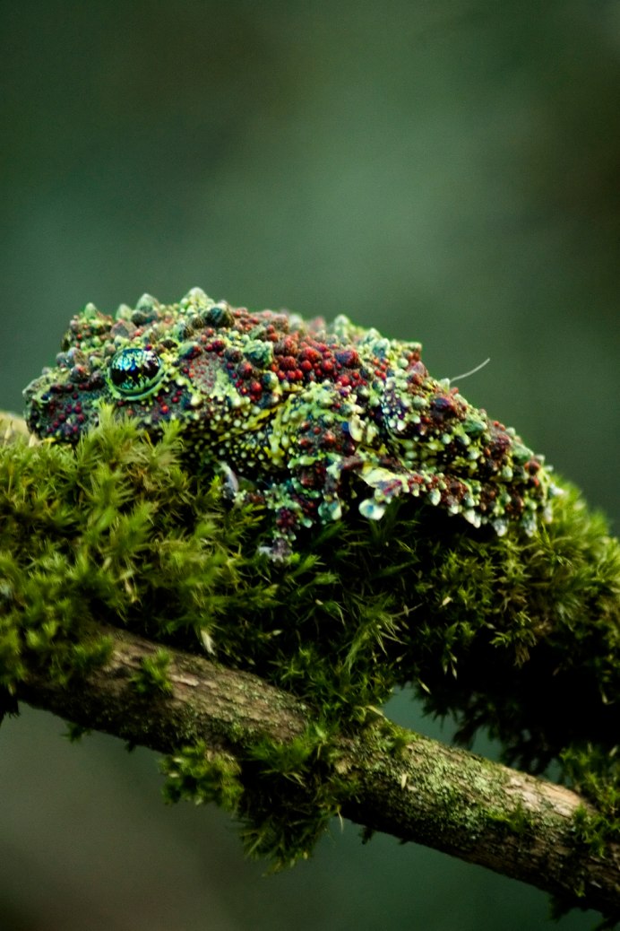 Theloderma corticale мшистая лягушка