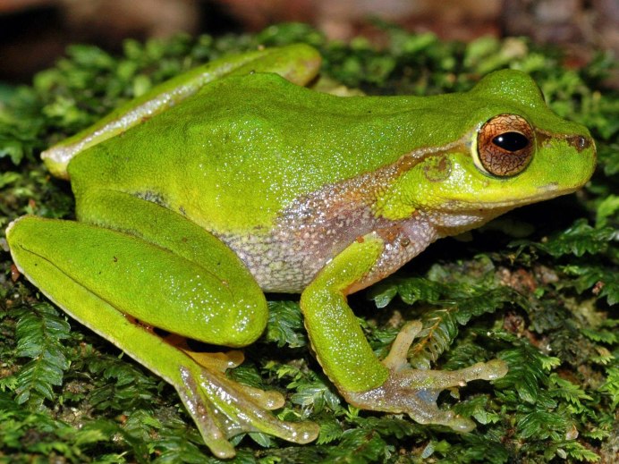Dyscophus antongilii