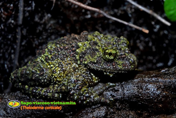 Лишаистый веслоног (Theloderma corticale)