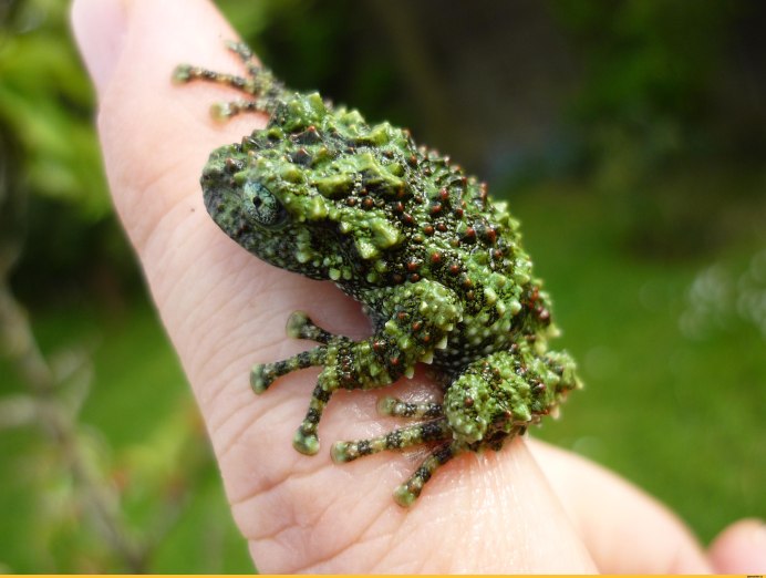 Theloderma vietnamense