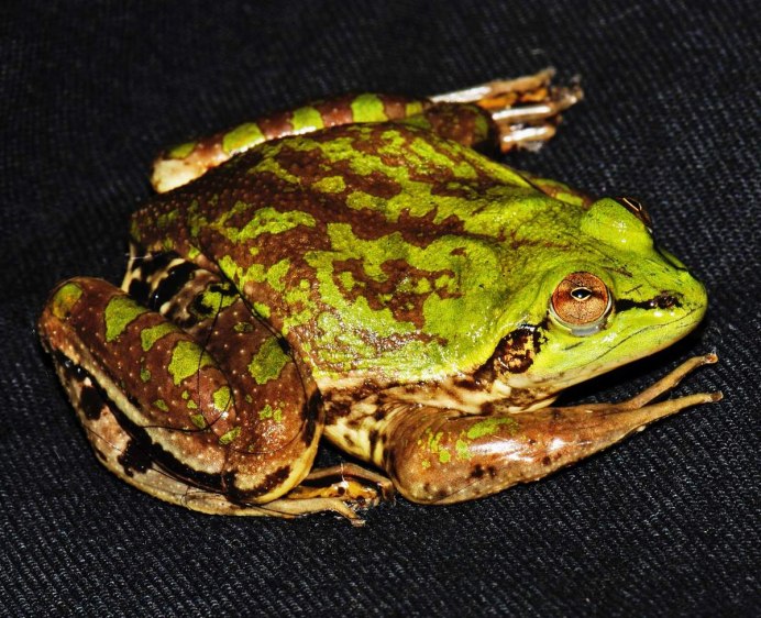 Rhacophorus baluensis