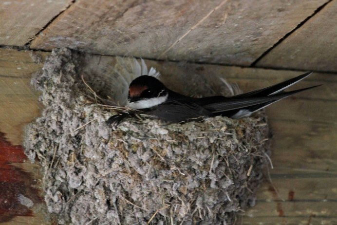 Ласточка деревенская биотоп