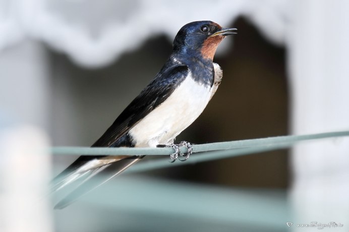 Ласточка деревенская биотоп