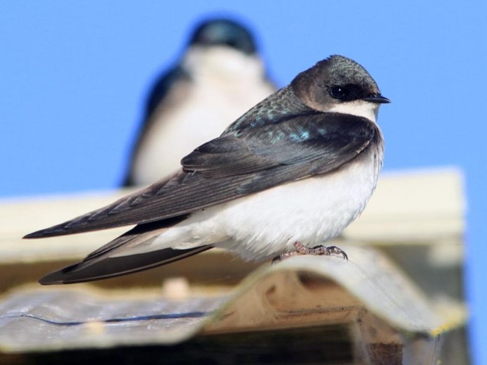 Деревенская Ласточка в полете