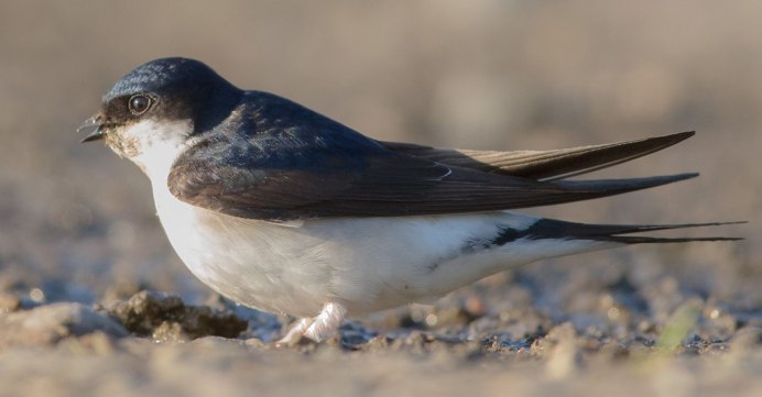 Ласточки в Норвегии