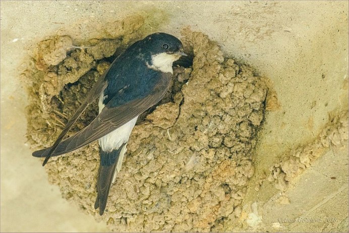 Городская Ласточка воронок