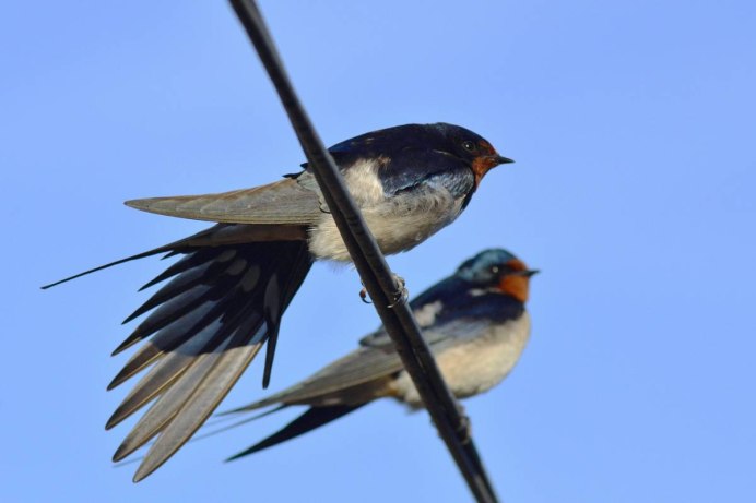 Иглохвостый Стриж