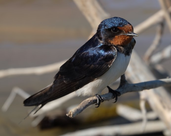 Гнездо ласточки
