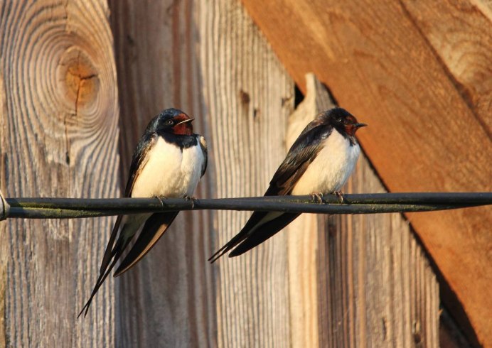 Амбарная Ласточка