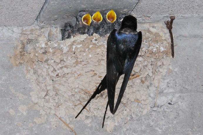 Городская Ласточка вид и род