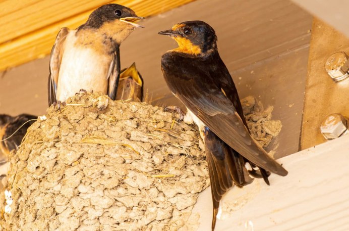 Деревенская Ласточка фото