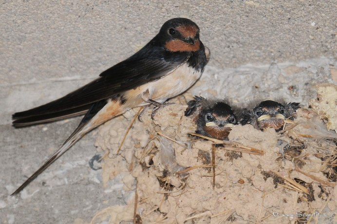 Ласточка береговушка и Ласточка деревенская
