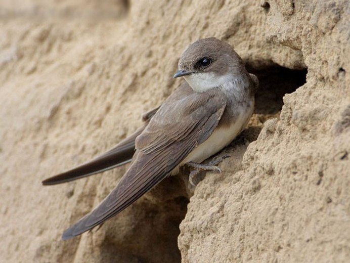 Деревенская Ласточка – Hirundo Rustica