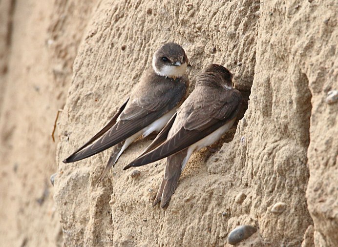 Перелетные птицы Стрижи и ласточки