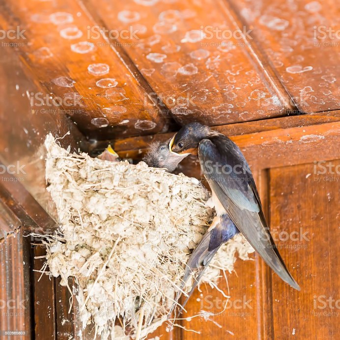 Стриж обыкновенный и черный