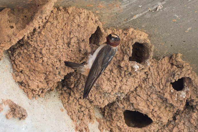 Гнезда Стрижей и ласточек