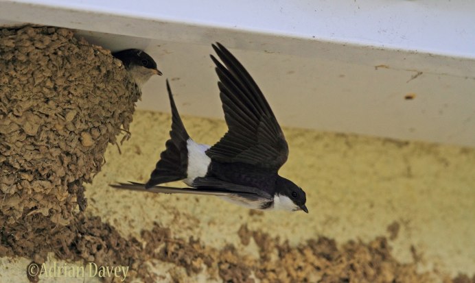 Андская Ласточка