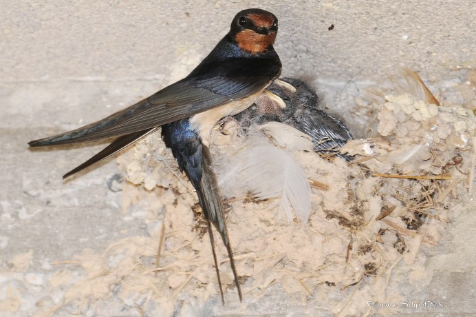 Ласточка Касатка гнездо