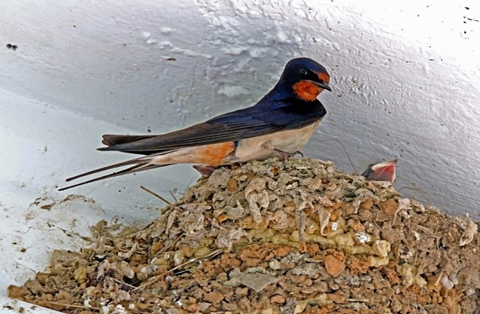 Черный Стриж птица