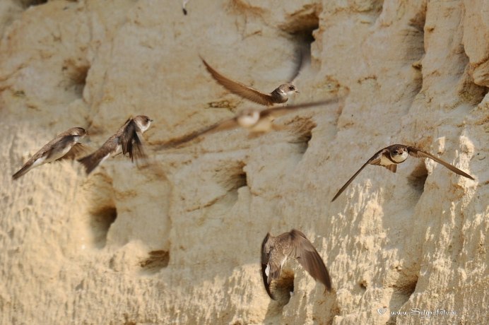 Первые ласточки