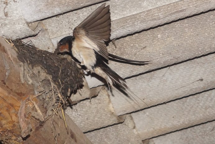 Гнездо деревенской ласточки