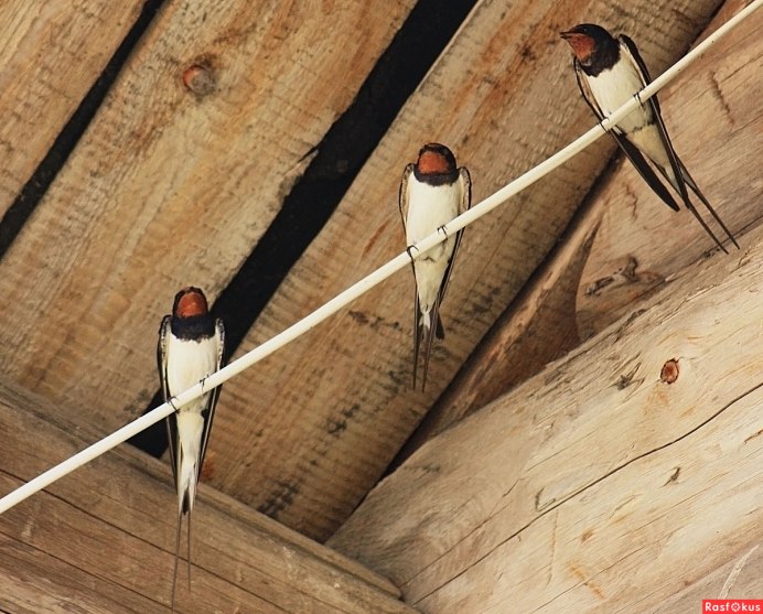 Воронок или городская Ласточка