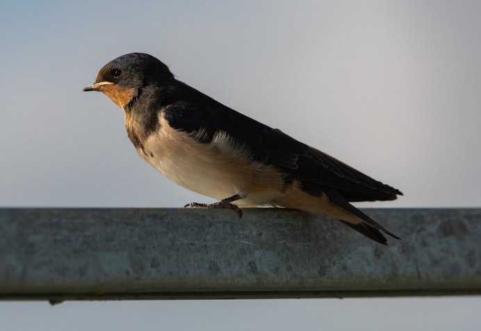 Глотать птица