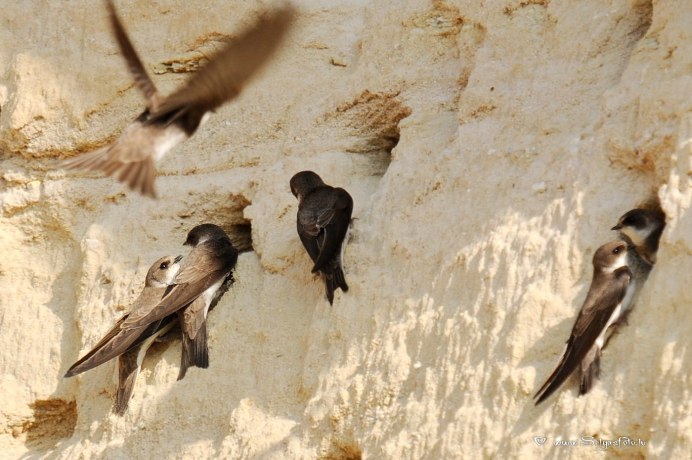 Ласточка птица гнездо