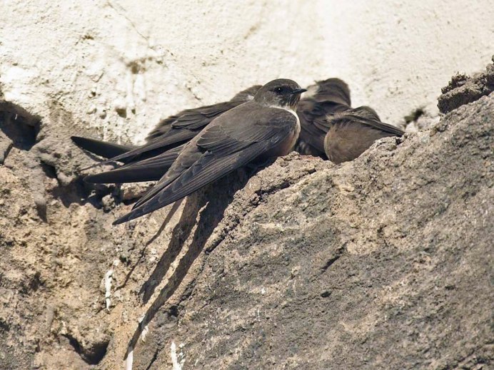 Ласточкино гнездо птицы