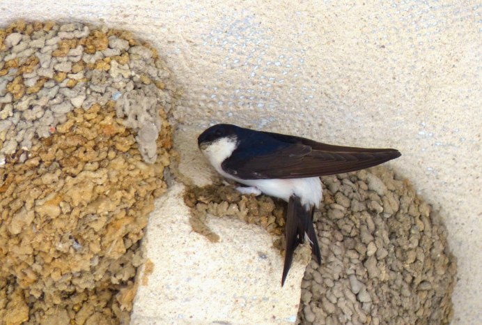 Городская Ласточка лапки