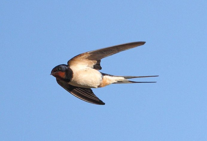 Ласточка гнездо птенцы