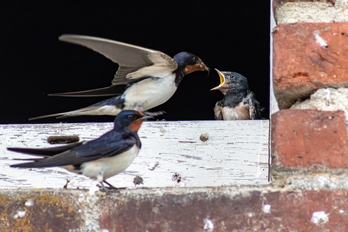 Запертая птица