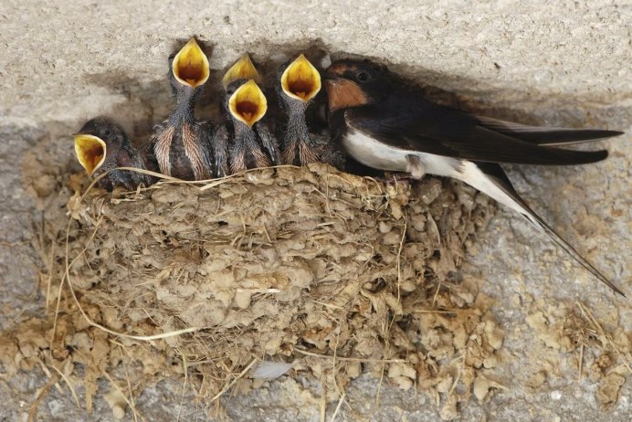 Белолобая Горная Ласточка