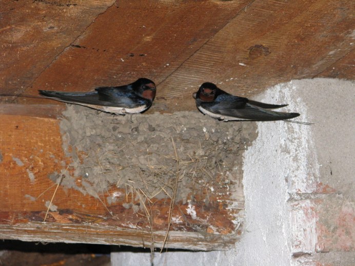 Домик для ласточек