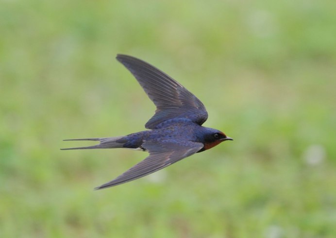 Прилетают перелетные птицы Ласточка