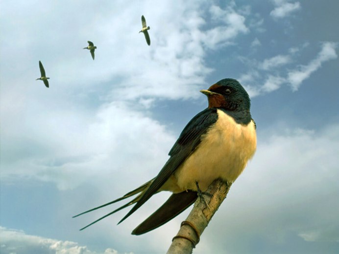 Деревенская Ласточка – Hirundo Rustica