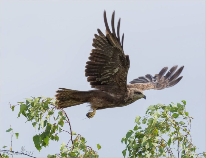 Красный Коршун Milvus Milvus