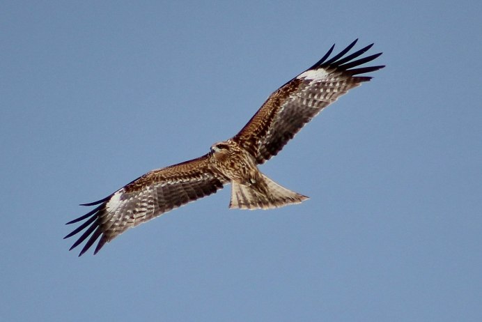Black Kite Milvus Migrans