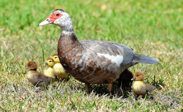 Домашняя птица