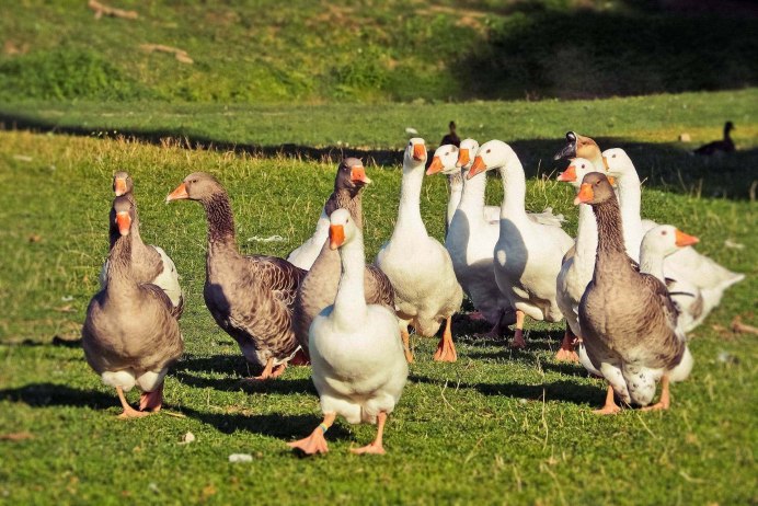 Домашняя птица