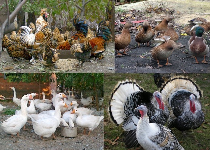 Куры утки гуси индюки