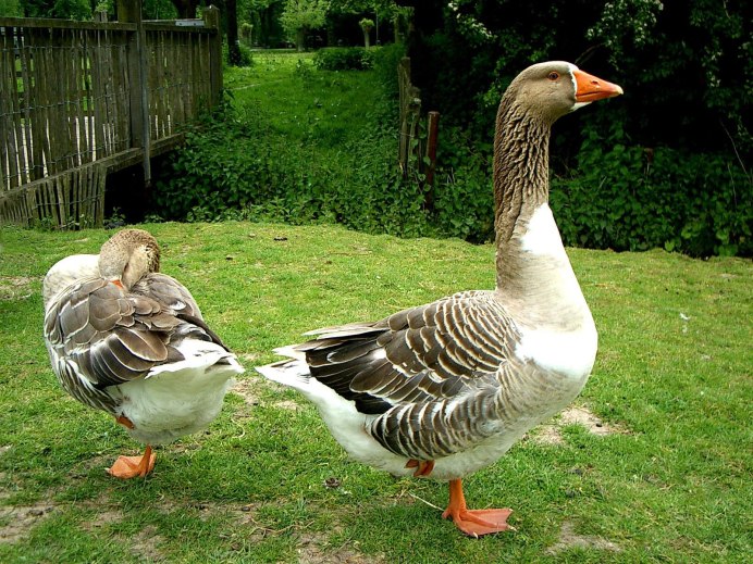 Индюк Гусь утка