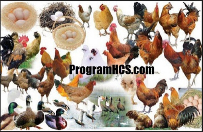 Домашние птицы надпись